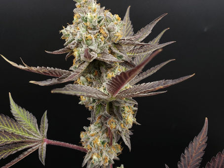 House of Cultivar Produces Some of Washington State's Best Cannabis Flower & Genetics
