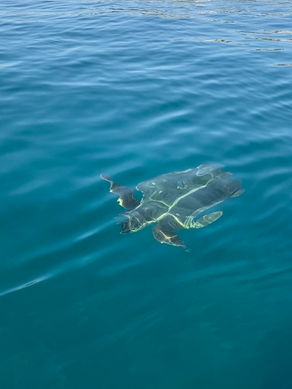 Reis mee naar Zakynthos en ontmoet de Caretta Caretta schildpad