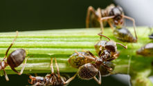 Niskie dawki insektycydów mogą zmieniać zachowanie kolonii mrówek