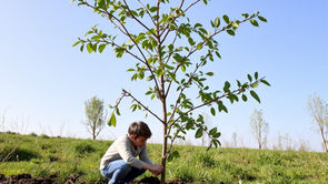 kid plating a tree