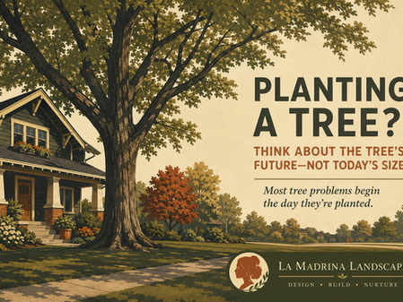 planting a tree