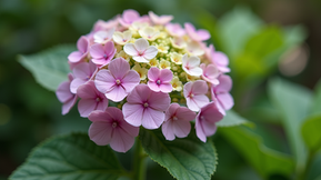 The Ultimate Guide to Hydrangea Varieties and Pruning Techniques