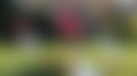 Landscaping Eyesores to Avoid