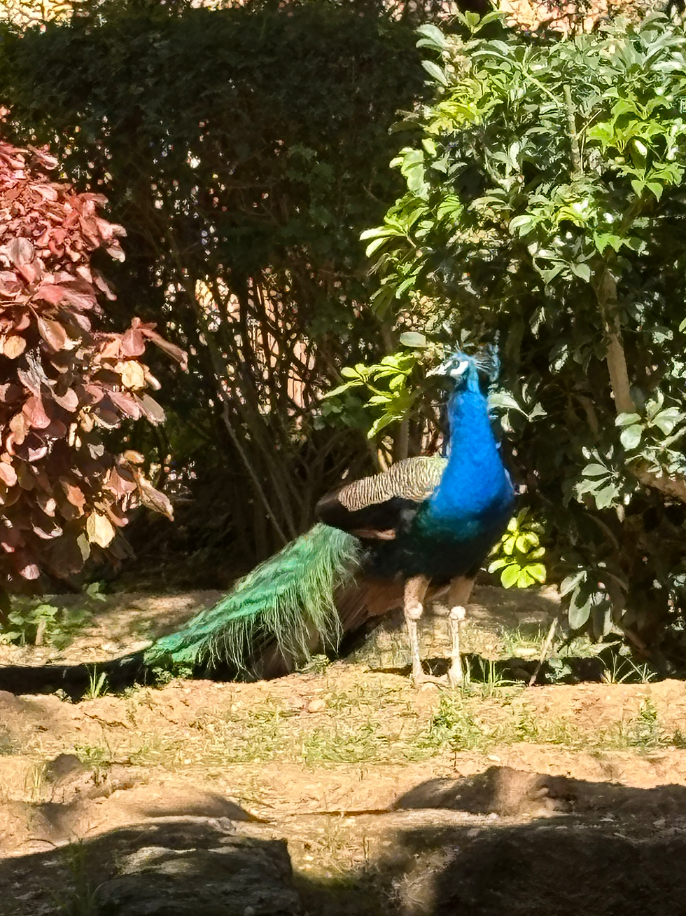 Peafowl in Chellah, they really are everywhere. :) LOL