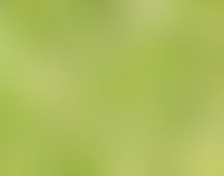 Vende el gobierno limón a $23.50 el kilo