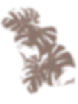monstera leaves.png