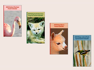 2026_calendars_collage.jpg