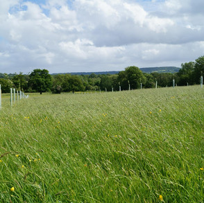 brookshill-farm-wild-camping-2.jpeg
