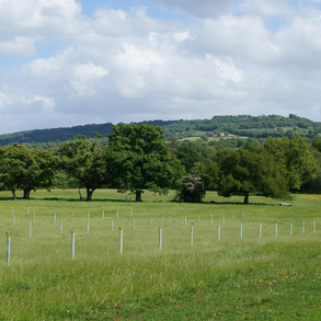 brookshill-farm-wild-camping-3.jpeg