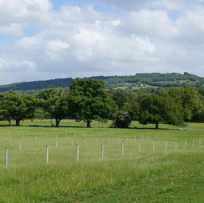 brookshill-farm-wild-camping-3.jpeg