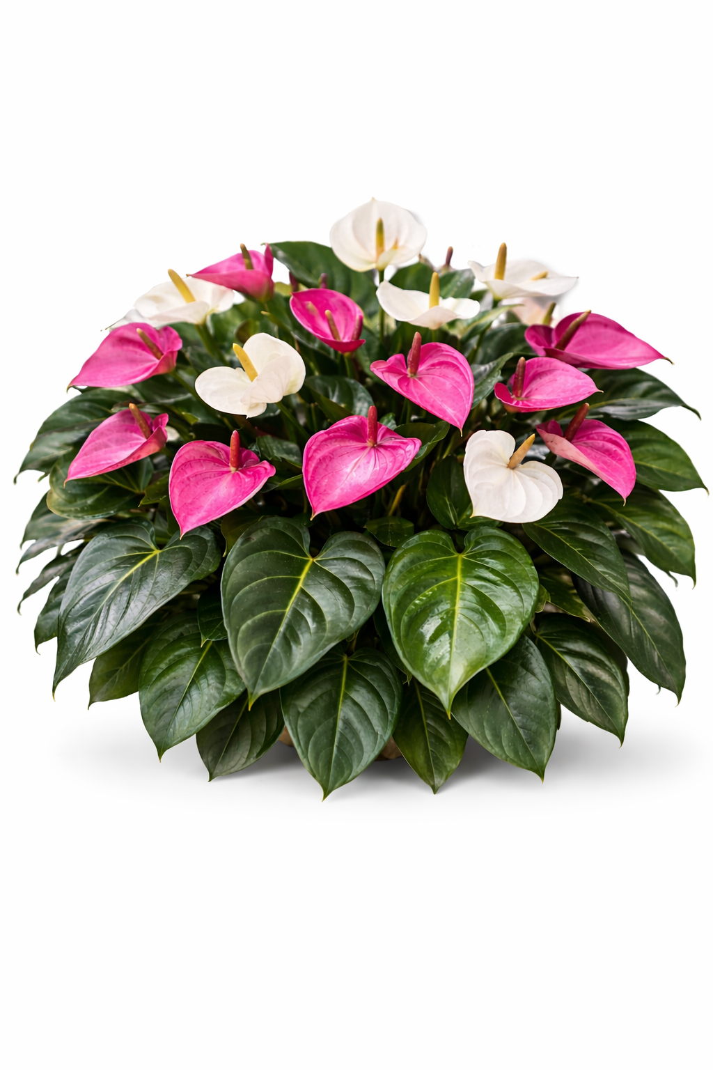 Anthurium Plants