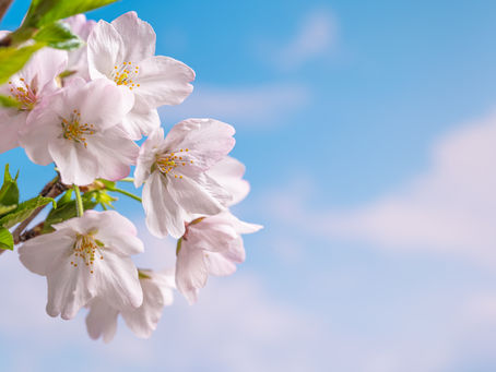 オーナーおススメ「お花見スポット」ご紹介。