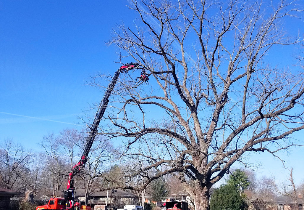 Dependable Tree Service truck with lift trimming dead branches in commercial lot in Greenfield, IN