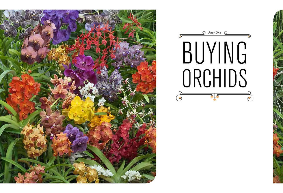 Thumbnail: Chronicle Books - The Orchid Whisperer
