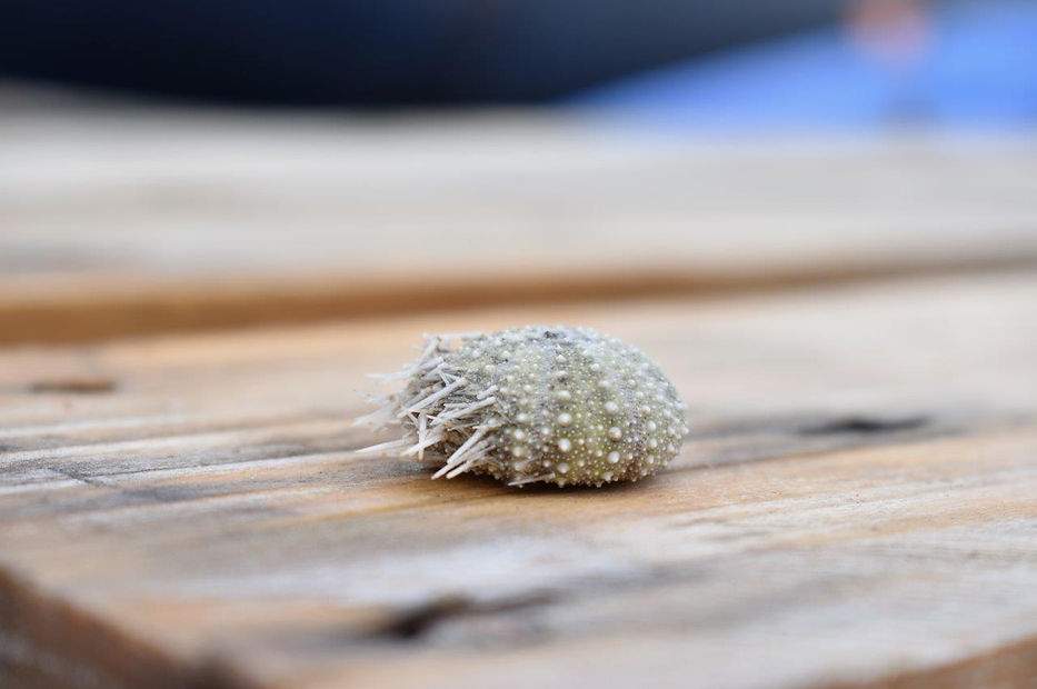 Søpindsvin, Echinoidea, havdyr, dyr, havn, havnen, fiskeri