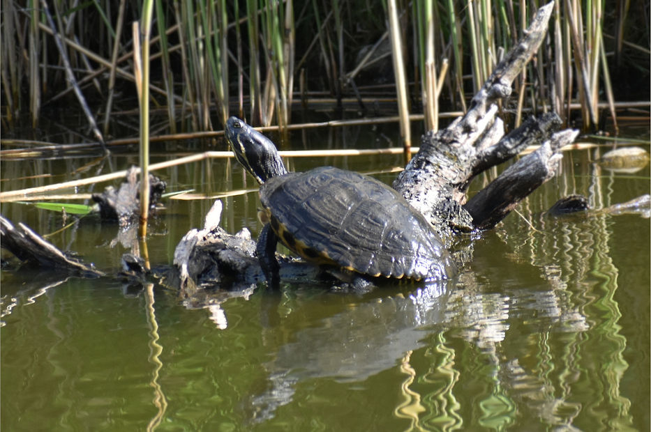 Terrapin, sumpskildpadde, sø, sump, invasiv art, Trachemys scripta, guløret