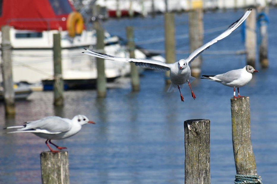 hættemåger, Chroicocephalus ridibundus, fugl, vinterdragt, sommerdragt, fjerdragt, havn, hav, vand, Dragør