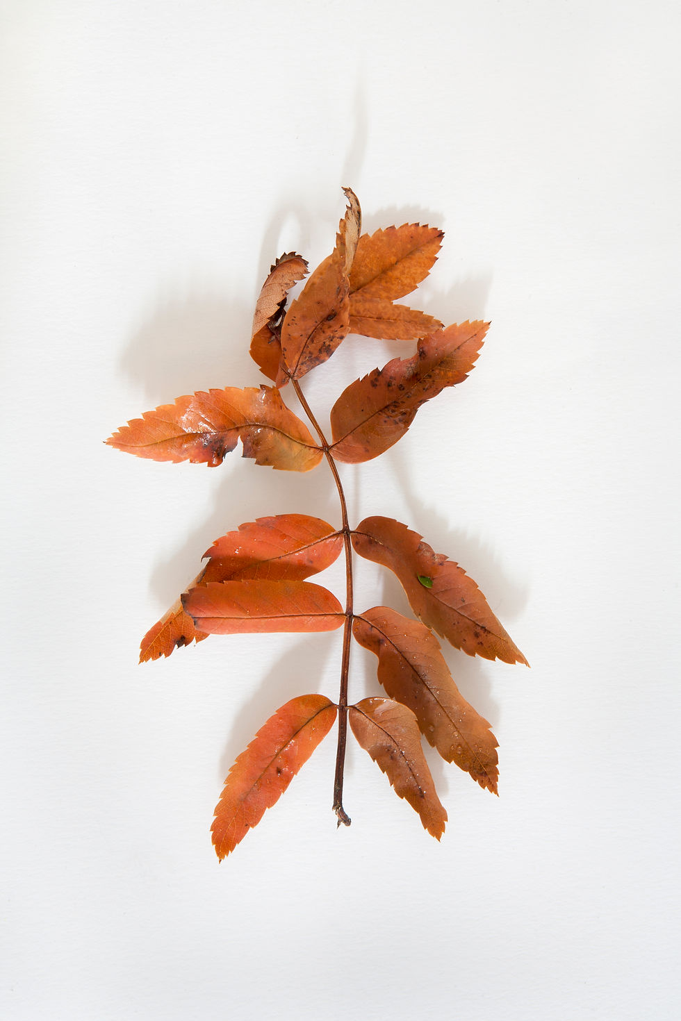 Leaves, Tadcaster.