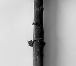 Old Hammer.