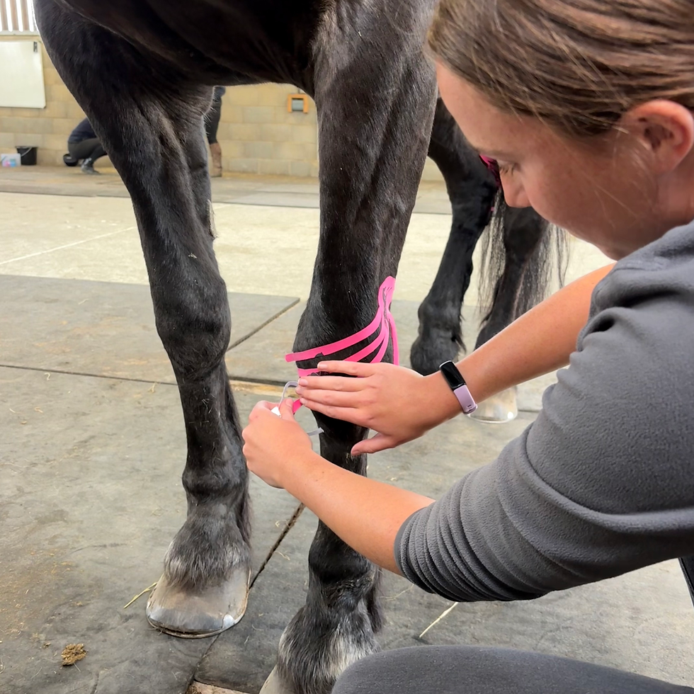 Equine kinesiology tape (CPD)