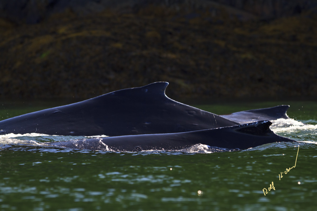 Humpback Whale Pictures