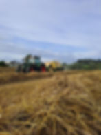 Weizenstroh wird zu Ballen gepresst