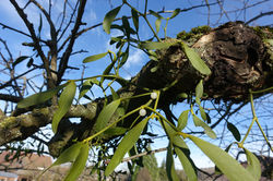 Mispeln am Apfelbaum