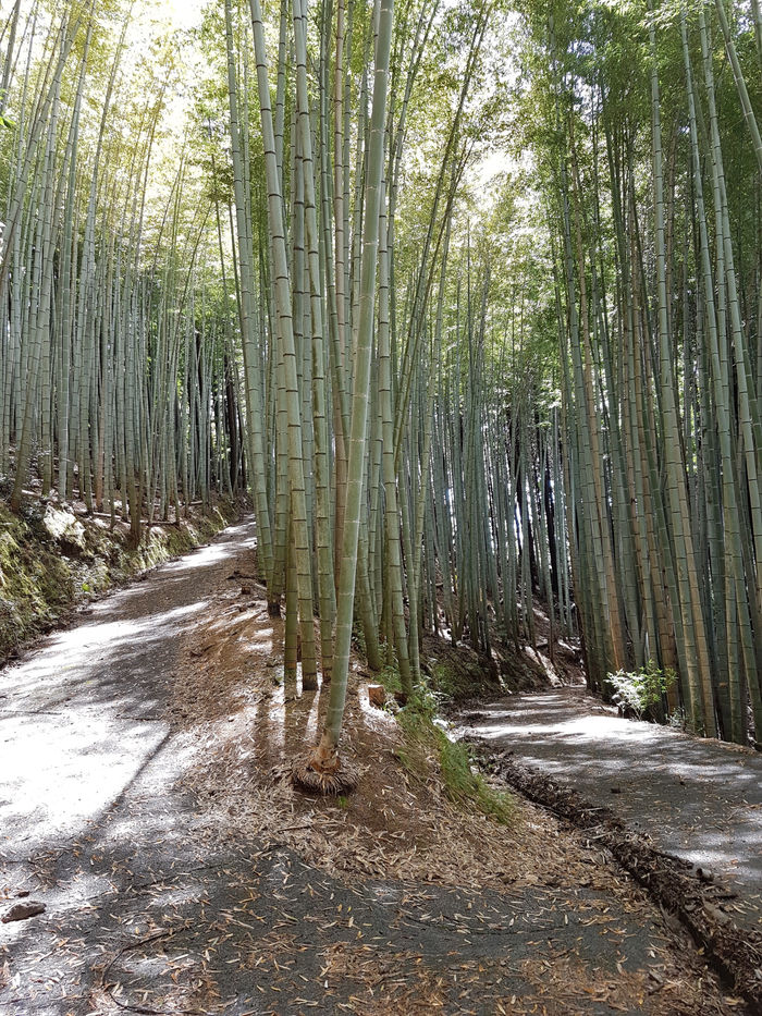 A travers les forêts de bambou...