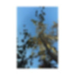 skyward serenity looking up at the sky through a tree jigsaw puzzle