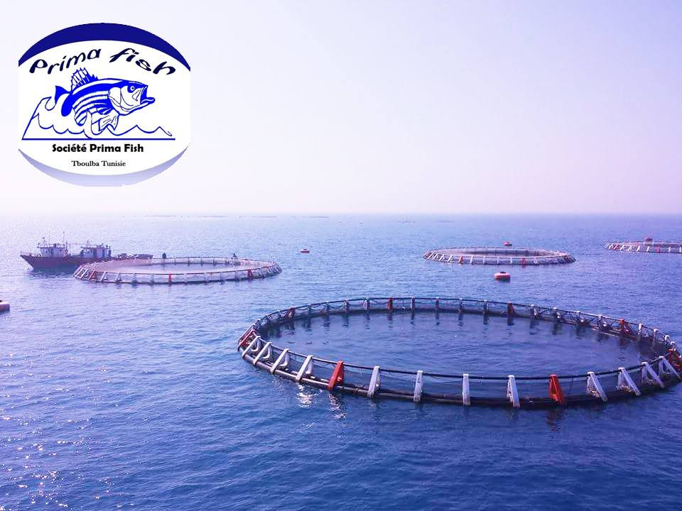 Prima Fish FISH Suppliers | PRIMAFISH | Tunisia - Teboulba