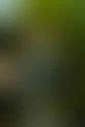 The Chicks live on stage in Winnipeg, MB on September 11, 2023 at the Canada Life Centre.