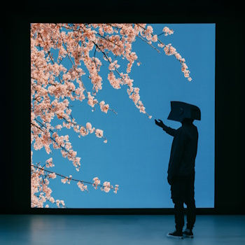 Silhouetted person points at pink cherry blossoms against a bright blue sky in a dark gallery display.