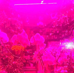 Pink-lit flower shop filled with orchids and lush plants, with a glowing neon sign and vibrant, dreamy mood.