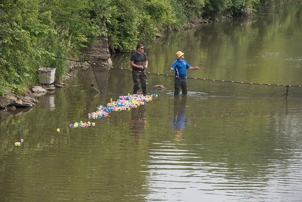 Duck race floating on the water during an Illinois fair festival attraction.
