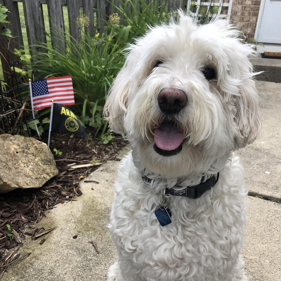 Nakota, Accu-Dry's head of security, a white curly-coated dog sitting on a walkway beside an American flag