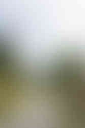 A long gravel pathway lined with tall cypress trees at Castello di Vicarello, showcasing the Tuscan countryside setting ideal for Italy wedding venues.