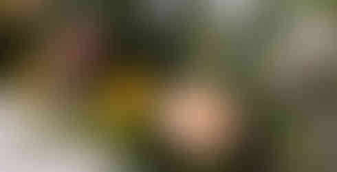 Elegant flower bouquets