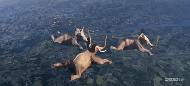 when elephants can fly.gif