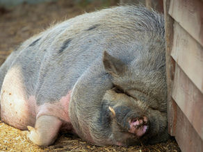 Allergies Trigger Snores? Stop Snoring Now!