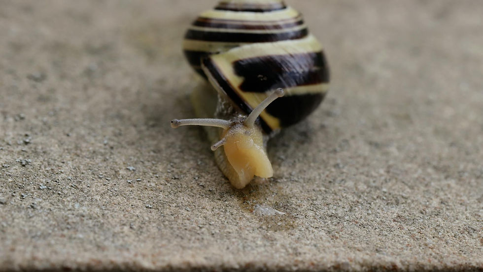 A close-up shot of a yellow and black striped snail crawling on a textured concrete surface.