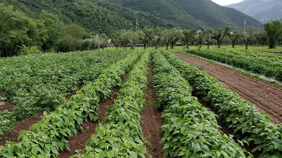 Le nostre coltivazioni di fagioli