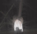 Night Tripper