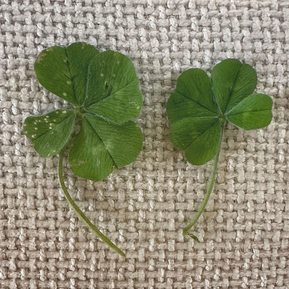 Clovers picked by my stepson