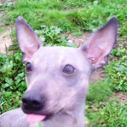 Руфаро Желанная Кокетка (Кэтти)#американски йголыйтерьер #агт