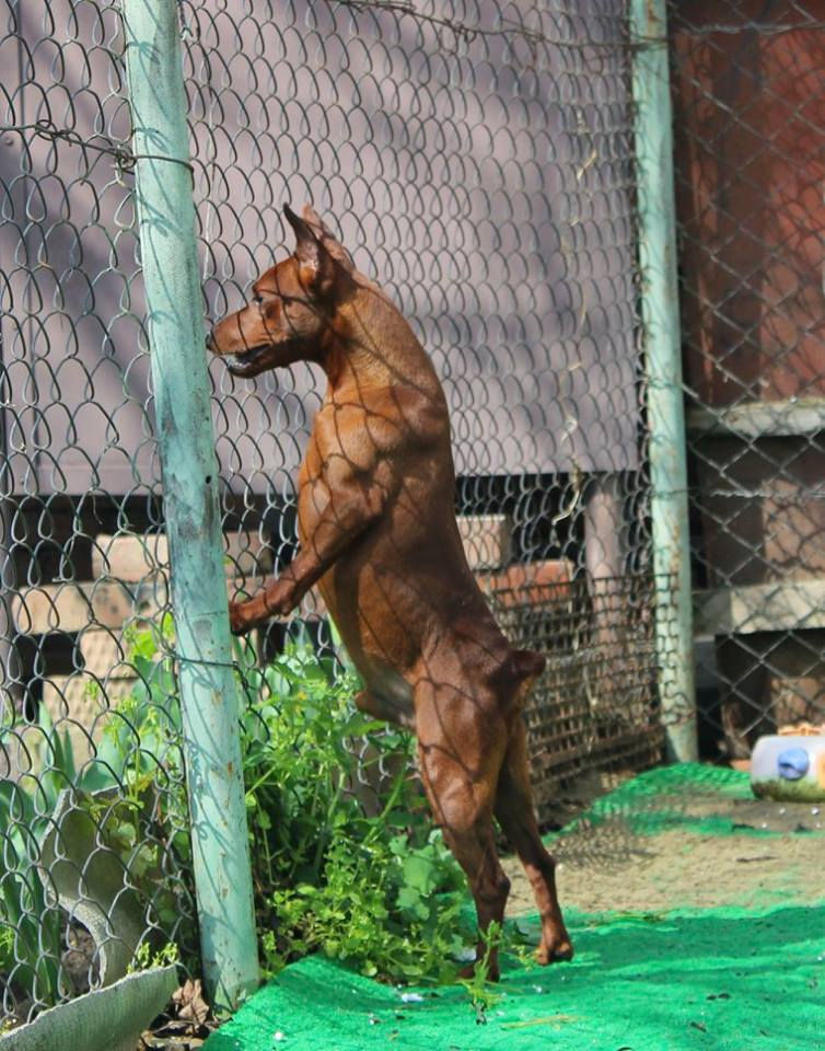 13000180_984304228332521_2956474134884556901_n