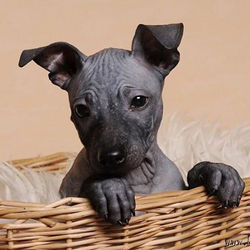 #американскийголыйтерьер