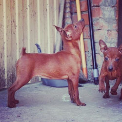 #цвергпинчер #zwergpinscher #щенки #минипин