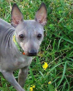 Руфаро Желанная Кокетка