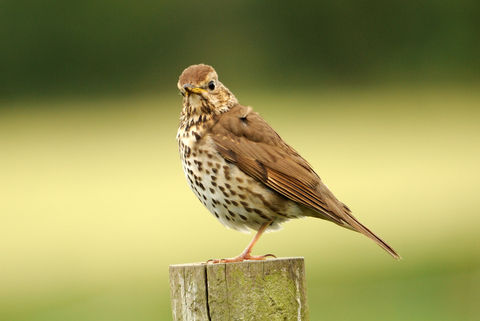 song thrush on a post