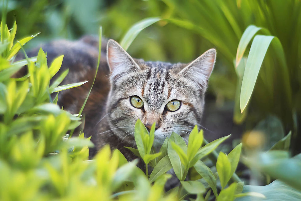 Cat outside looking through grass